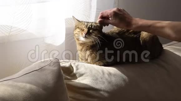 女人手轻轻抚摸沙发上的猫视频的预览图