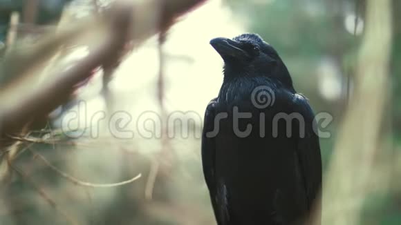 黑乌鸦坐在树上检查下面的东西有羽毛的森林居民视频的预览图