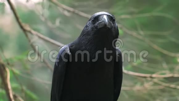 黑鸦大喙寻找猎物自然栖息地的野生动物视频的预览图