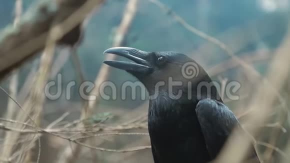黑色的乌鸦张开的嘴坐在树枝之间黑乌鸦肖像画视频的预览图