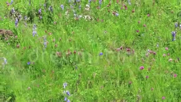 草甸上满是胡须的贝伦花全框架视频的预览图