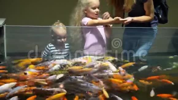 令人兴奋的姐姐和哥哥在水族馆喂养异国鱼类万向节运动视频的预览图