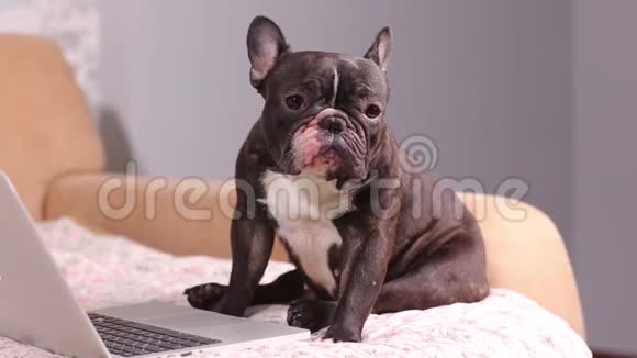 工作狗可爱的狗在用一台银色笔记本电脑犬种法国斗牛犬视频的预览图