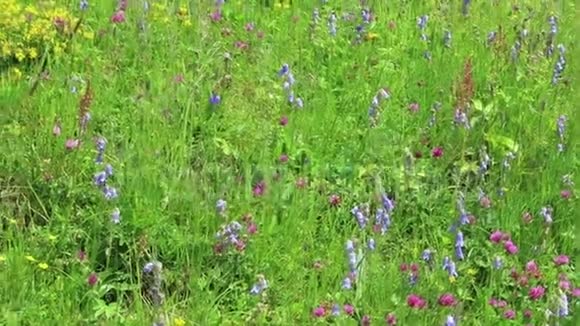 草甸上满是胡须的贝伦花全框架视频的预览图