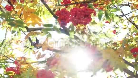 浆果秋山视频的预览图
