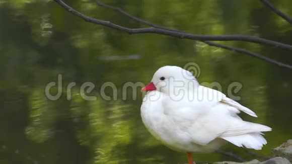 白婴动物鸭和湖视频的预览图