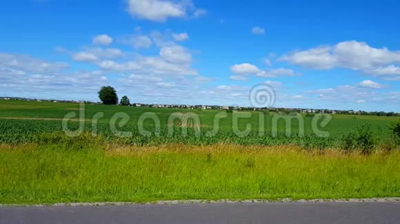 镜头拍摄的是美丽的郁郁葱葱的农家树叶远处的背景是交通和住宅夏日视频的预览图
