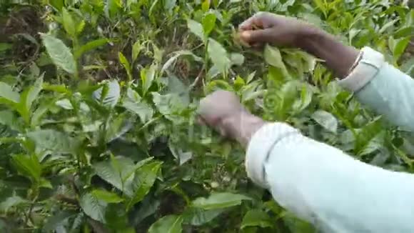 在农场的绿色灌木丛中采摘新鲜叶子的印度女工无法辨认的女人的手视频的预览图