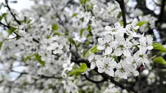 春天盛开的白树花视频的预览图