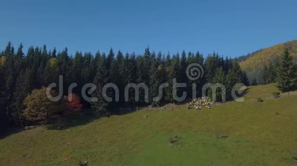 带着羊飞过牧场视频的预览图