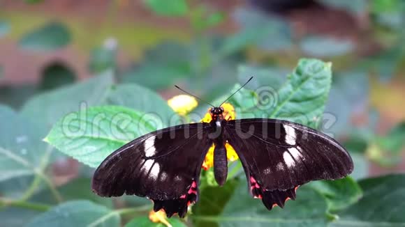 蝴蝶给花中飞舞的植物授粉视频的预览图