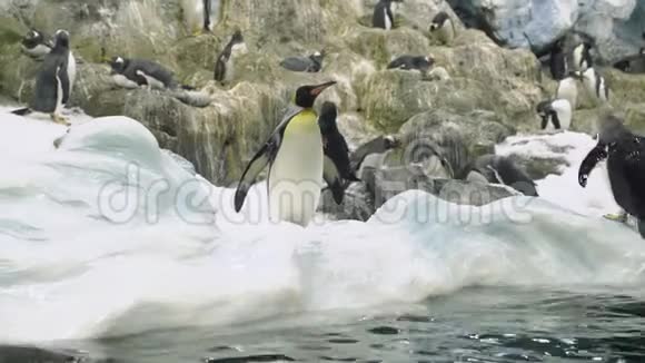 一群企鹅在雪地里狂野的自然视频的预览图