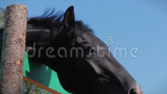 年轻的Stallion优雅的纯种马深色的马在鸟舍里吃苹果动物护理概念暑假视频的预览图