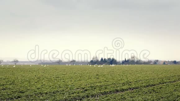成群的鹅在田野里视频的预览图