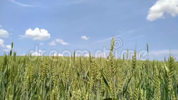 夏日阳光照耀麦田之上的农业景观视频的预览图