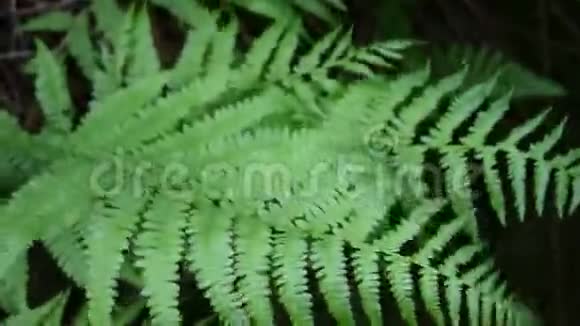 大自然中树林中的彩色花朵视频的预览图
