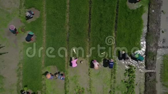 鸟瞰亚洲种植水稻的亚洲农民视频的预览图