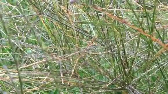 用雨后的露珠近似田间草籽视频的预览图