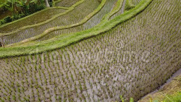 特加拉朗水稻梯田乌布巴厘岛视频的预览图