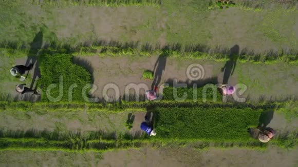 鸟瞰亚洲种植水稻的亚洲农民视频的预览图