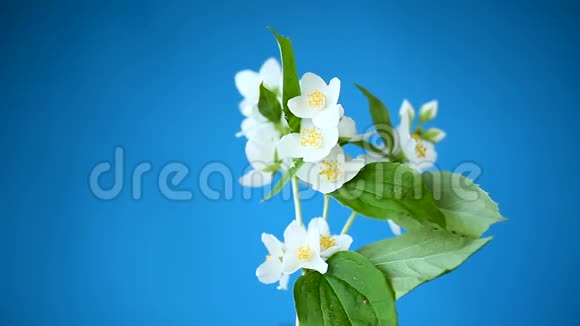 一朵朵美丽的白色茉莉花被隔离在蓝色的树枝上视频的预览图