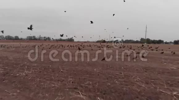 鸟群起飞视频的预览图