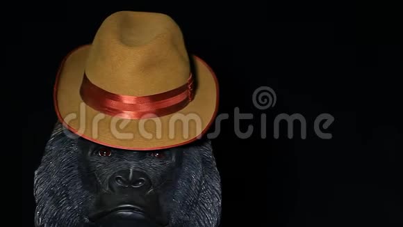 大猩猩头戴老式帽子深色背景高清镜头视频的预览图