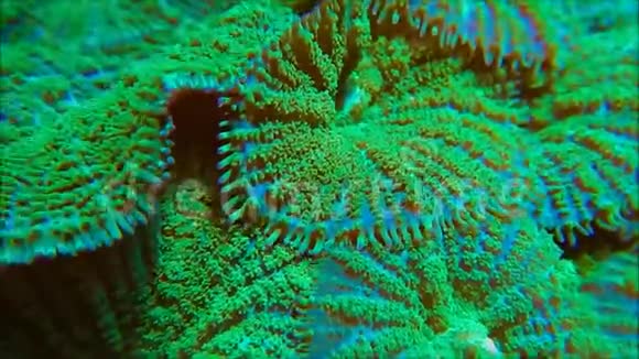 绿色模糊的蘑菇珊瑚视频的预览图