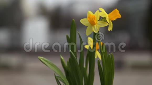在城市广场模糊的背景上黄色水仙花在风中摇曳春季视频的预览图