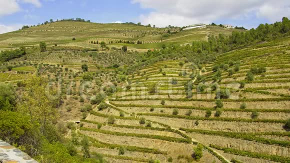 葡萄牙葡萄园的风景视频的预览图