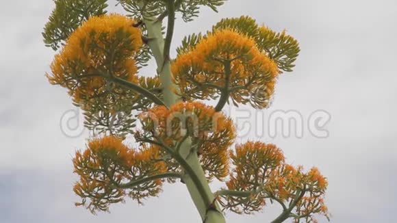 与蜂鸟一起接近盛开的玛瑙植物视频的预览图