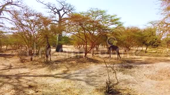4K视频的Giraffes集团在非洲国家公园塞内加尔它是萨凡纳野生动物视频的预览图
