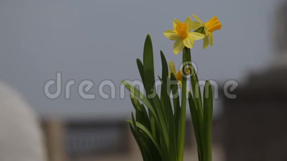 在城市广场模糊的背景上黄色水仙花在风中摇曳春季视频的预览图