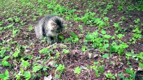可爱的猫试图捕捉旧树叶和泥土之间的东西视频的预览图