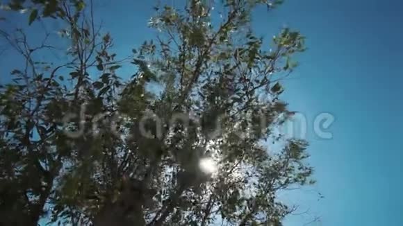 夏阳在一棵树的叶子后面希腊视频的预览图