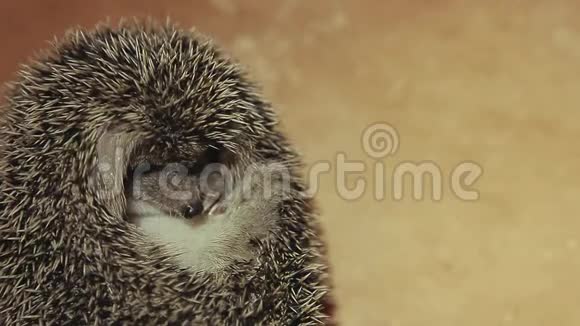 刺猬动物天然石背景视频的预览图