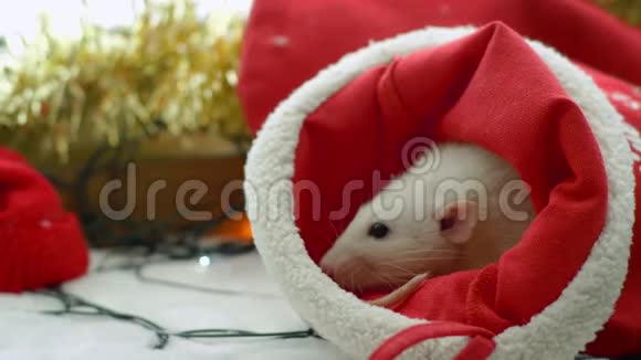 穿红色圣诞袜的白鼠视频的预览图
