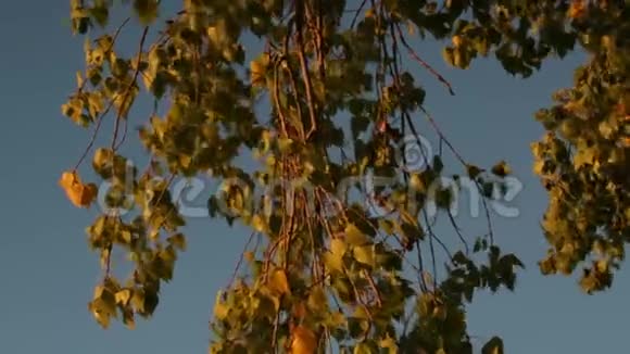 秋天一棵桦树的彩色叶子视频的预览图