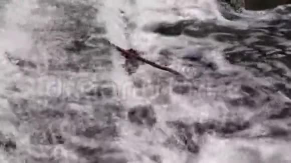 树枝在流水中瀑布在夏天特写自然视频的预览图