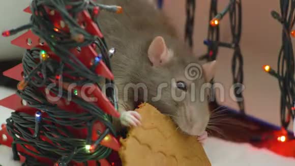 可爱的老鼠吃饼干新年标志视频的预览图