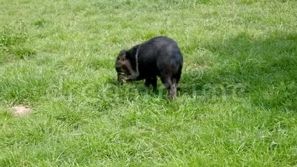 绿色草地上的小野猪放牧草视频的预览图