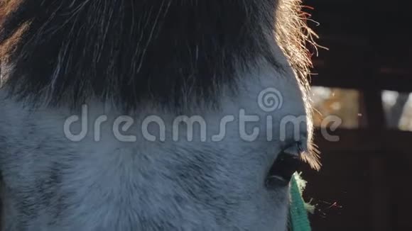 在马厩里明亮的阳光下近距离观察一匹马悲伤的深棕色眼睛反对视频的预览图