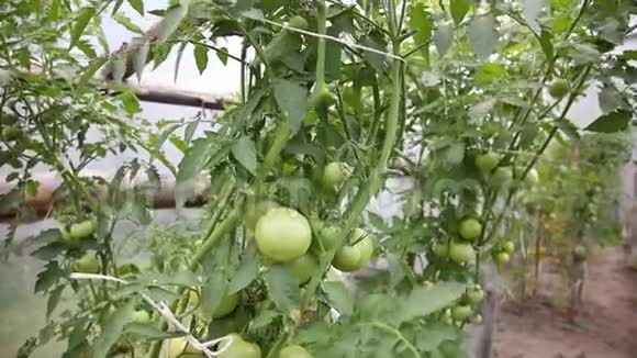 在塑料房子里种着番茄灌木视频的预览图