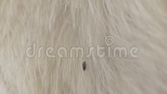 动物皮毛上的跳蚤视频的预览图