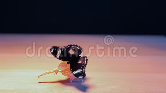 贝壳蝴蝶桌深色背景高清镜头视频的预览图