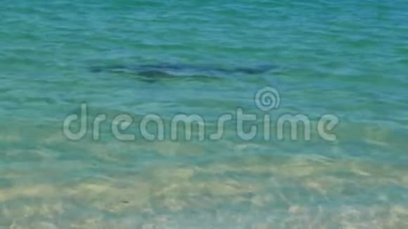 加拉帕戈斯鲨鱼在加拉帕戈斯的圣塔菲岛上的海滩上巡游视频的预览图