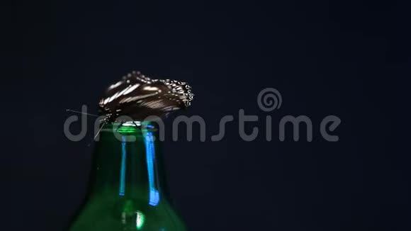 绿色玻璃瓶蝴蝶暗背景高清镜头视频的预览图