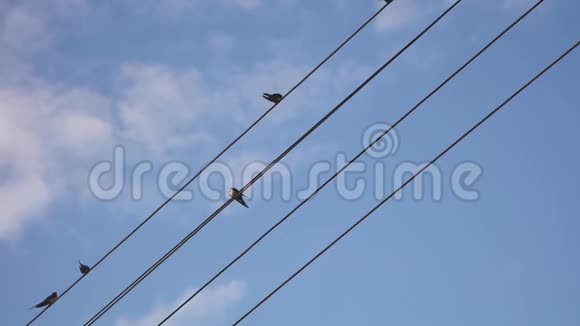 麻雀坐在电线上蓝天与云彩视频的预览图