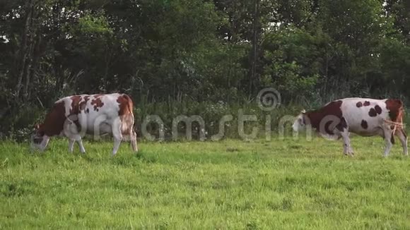 两头牛在草地上吃草视频的预览图