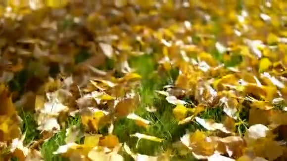秋叶黄落在晨光的草地上视频的预览图